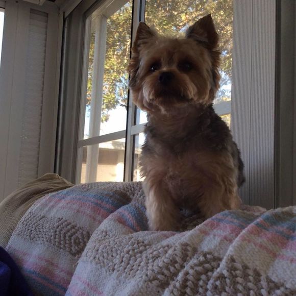 Meet your Posher, Kymee - Picture 2 of 2